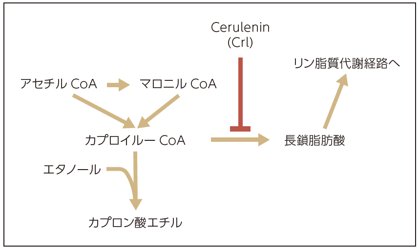 図2 酵母の脂肪酸合成の過程