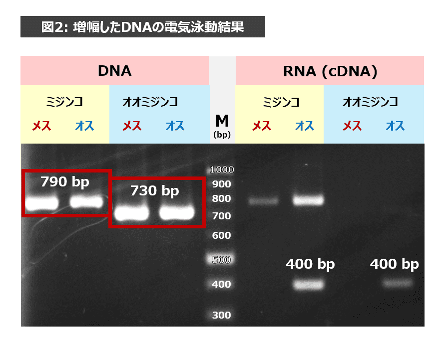 増幅したDNAの電気泳動結果の写真