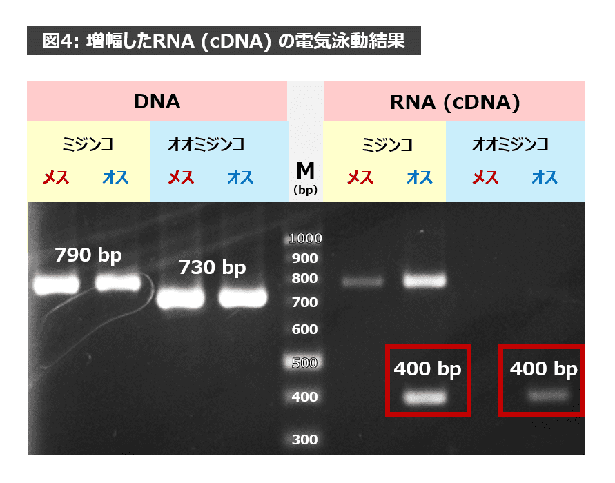 増幅したRNA（cDNA）の電気泳動結果の写真