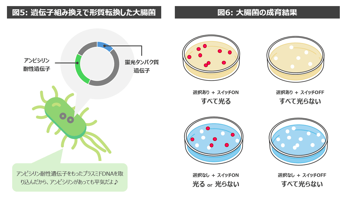 遺伝子組み換えで形質転換した大腸菌のイメージ図と大腸菌の成育結果を表現した図