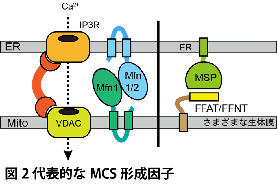 図2：代表的なMCS形成因子