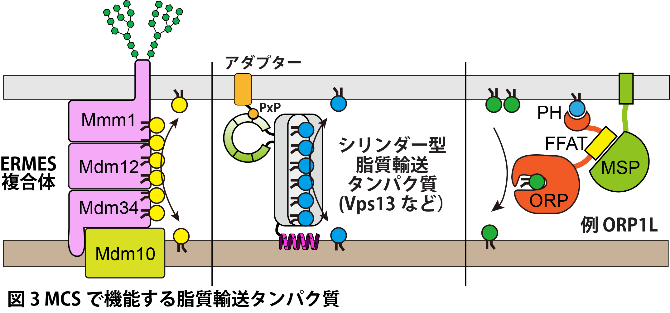 図3　MCSで昨日する脂質輸送タンパク質